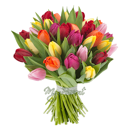 Blumenstrauß aus den vielfarbigen Tulpen